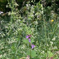 Bild von Wildbieneninsel