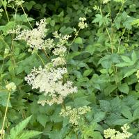 Bild von Wildbieneninsel