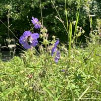 Bild von Wildbieneninsel