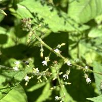 Bild von Wildbieneninsel