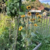 Beschreibung Wildbieneninsel