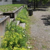 Bild von Wildbieneninsel