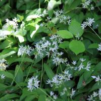 Bild von Wildbieneninsel