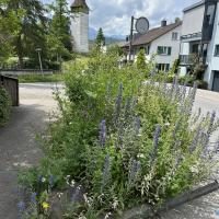 Bild von Wildbieneninsel