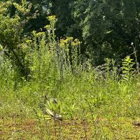 Bild von Wildbieneninsel