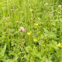 Bild von Wildbieneninsel