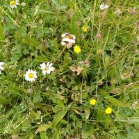 Bild von Wildbieneninsel