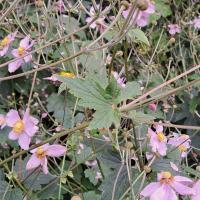 Bild von Wildbieneninsel