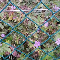 Beschreibung Wildbieneninsel