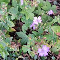 Beschreibung Wildbieneninsel