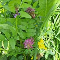 Beschreibung Wildbieneninsel