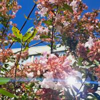 Bild von Wildbieneninsel