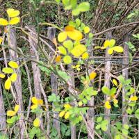 Beschreibung Wildbieneninsel