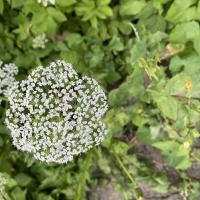 Bild von Wildbieneninsel