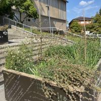 Beschreibung Wildbieneninsel