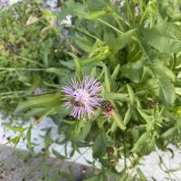 Bild von Wildbieneninsel