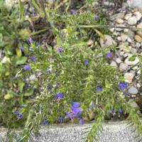 Beschreibung Wildbieneninsel