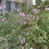 Beschreibung Wildbieneninsel