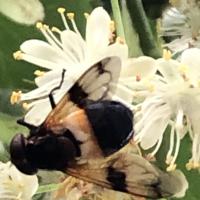 Bild von Wildbieneninsel