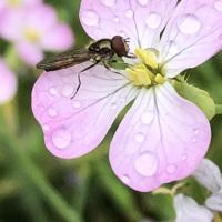 Bild von Wildbieneninsel