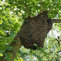 Bienenschwarm (Hybrid aus Honig- und Wildbiene)