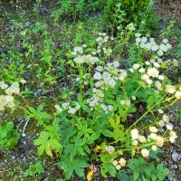 Bild von Wildbieneninsel