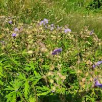 Bild von Wildbieneninsel