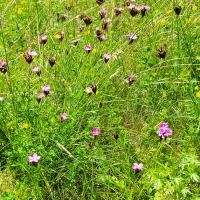 Bild von Wildbieneninsel