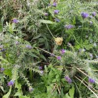 Beschreibung Wildbieneninsel