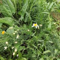 Beschreibung Wildbieneninsel