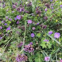 Beschreibung Wildbieneninsel