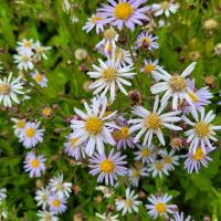 Beschreibung Wildbieneninsel