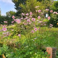 Beschreibung Wildbieneninsel