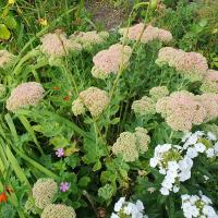 Beschreibung Wildbieneninsel