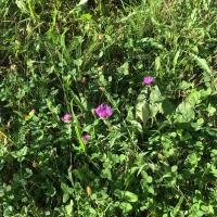 Beschreibung Wildbieneninsel