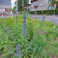 Bild von Wildbieneninsel