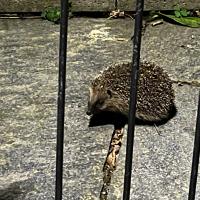 Igel