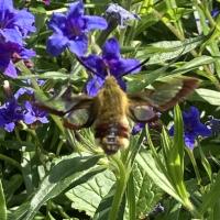 Schmetterling 