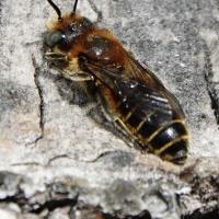 Natternkopf Mauerbiene 