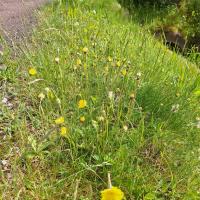 Bild von Wildbieneninsel