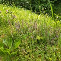 Bild von Wildbieneninsel