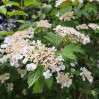 Bild von Wildbieneninsel