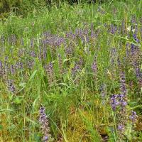 Bild von Wildbieneninsel