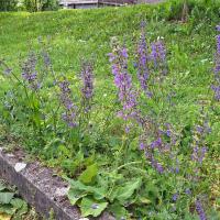 Bild von Wildbieneninsel