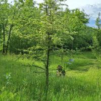 Bild von Wildbieneninsel