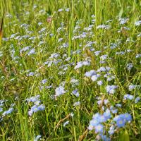 Bild von Wildbieneninsel