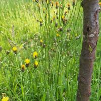 Bild von Wildbieneninsel