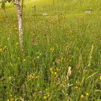 Bild von Wildbieneninsel