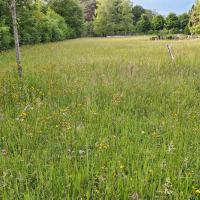 Bild von Wildbieneninsel