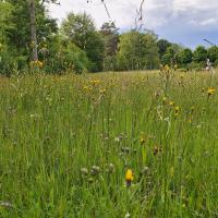 Bild von Wildbieneninsel